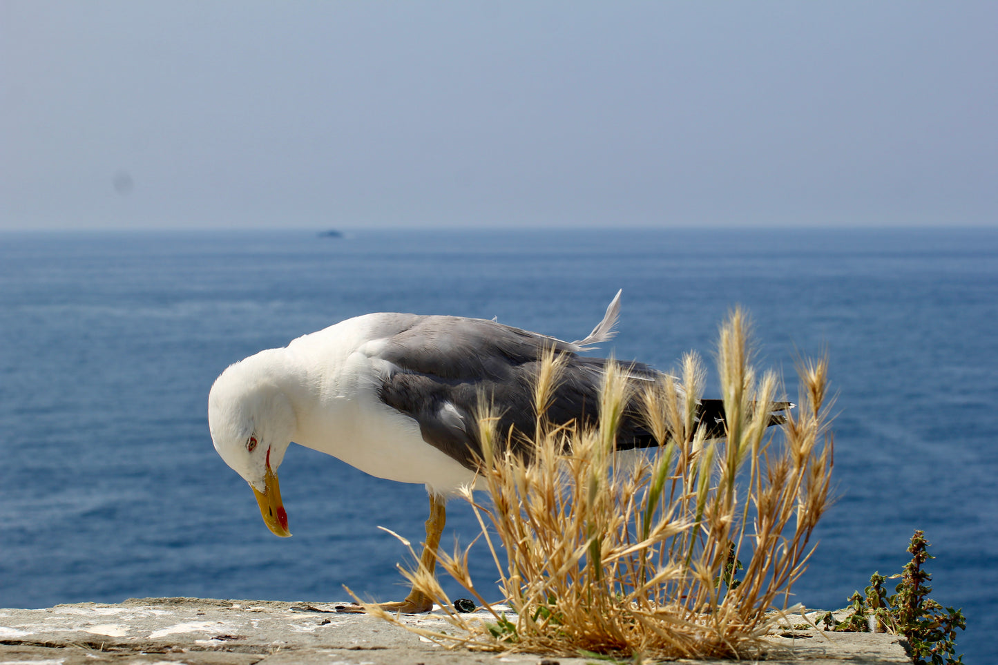 Seagull on the Ligurian Coast by Barbara Lardera