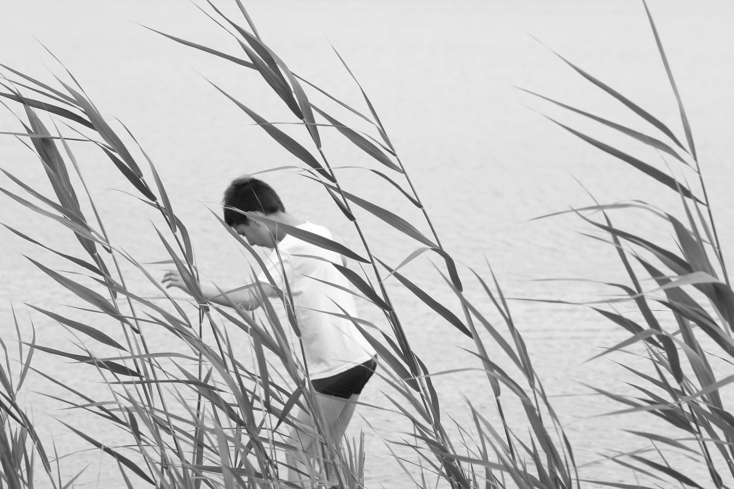 Through the Grass by Barbara Lardera