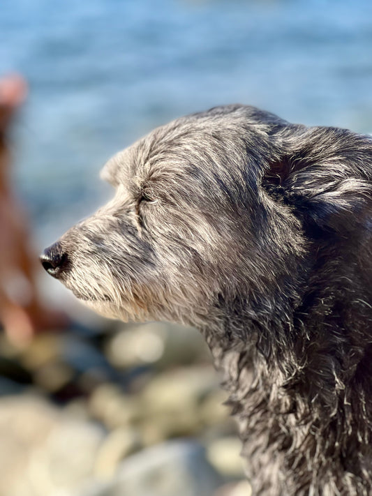 Sea Breeze by Barbara Lardera