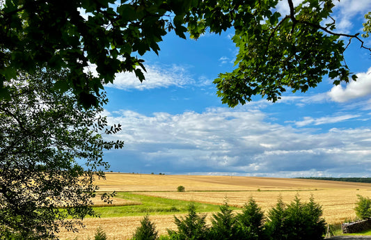 Golden Reflections by the Shore by Barbara Lardera