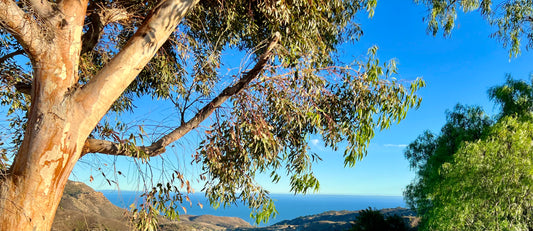 Eucalyptus & Sea by Barbara Lardera